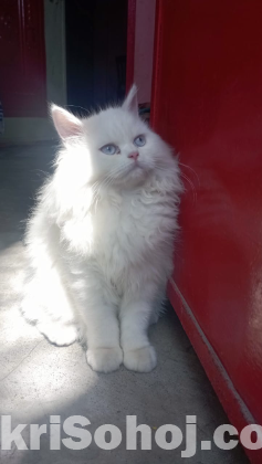 Pursian cat female  tripple coat